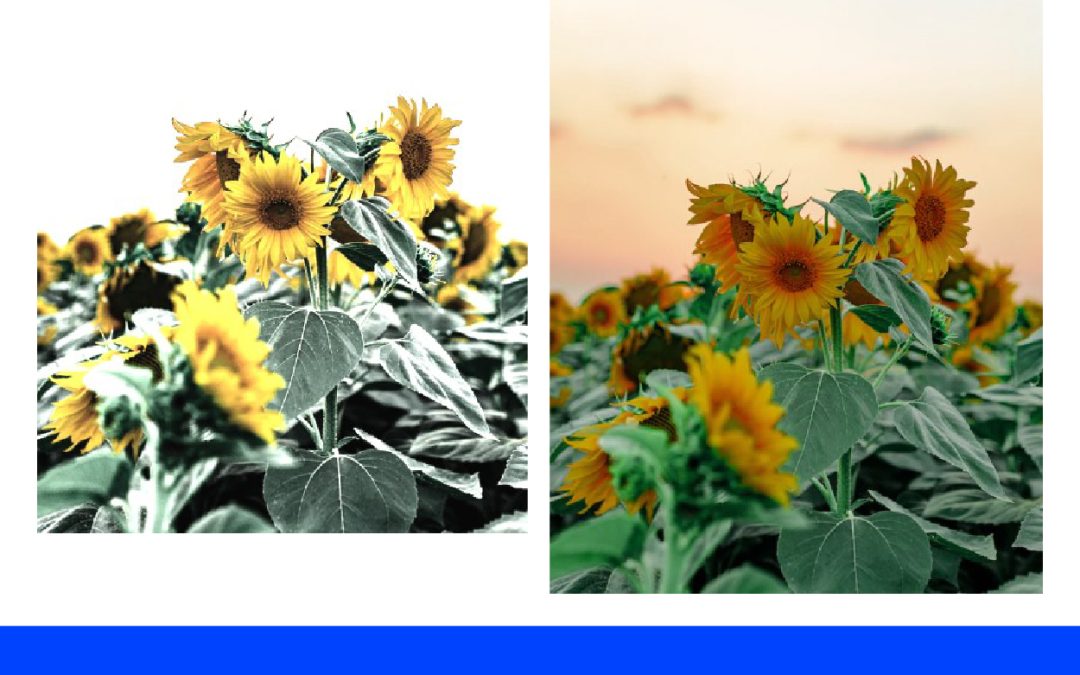 Mengubah Warna Gambar yang Pucat Menjadi Lebih Cerah di Photoshop